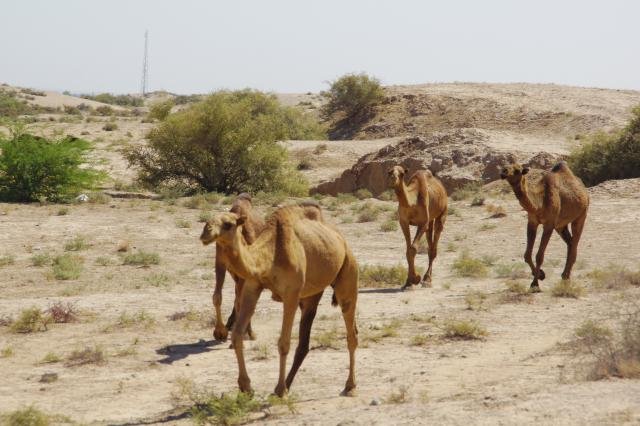 Urlaub in Iran 2018